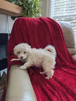 Bunny, a male Pomapoo for sale in Bristol, IN – 3 of 7