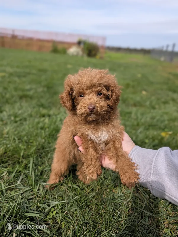 Tinsley – Poodle - Toy  puppy for sale in Bristol, IN