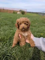 Tinsley, a female Poodle - Toy  for sale in Bristol, IN – 1 of 6