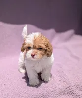 Archie , a male Shihpoo for sale in Bristol, IN – 2 of 9