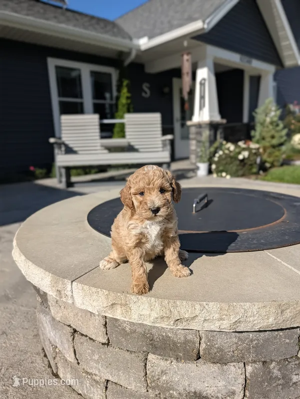 Hannah  – Miniature Goldendoodle puppy for sale in Bristol, IN