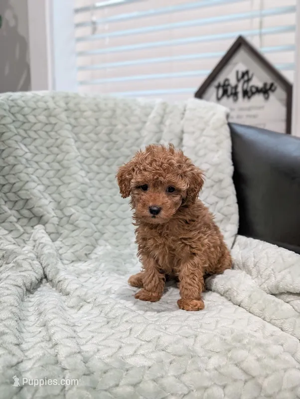 June – Poodle - Toy  puppy for sale in Bristol, IN