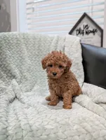 June, a female Poodle - Toy  for sale in Bristol, IN – 1 of 6