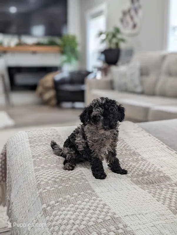 Marley – Poodle - Miniature  puppy for sale in Bristol, IN