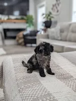 Marley, a male Poodle - Miniature  for sale in Bristol, IN – 1 of 10