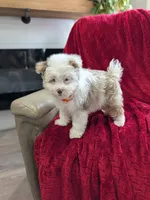 Barker, a male Pomapoo for sale in Bristol, IN – 6 of 8
