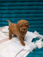 Vinny, a male Poodle - Toy  for sale in Bristol, IN – 5 of 6