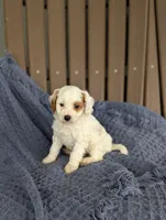 Anthony , a male Cavapoo for sale in Bristol, IN – Photo 4 of 6