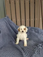 Anthony , a male Cavapoo for sale in Bristol, IN – Photo 2 of 6