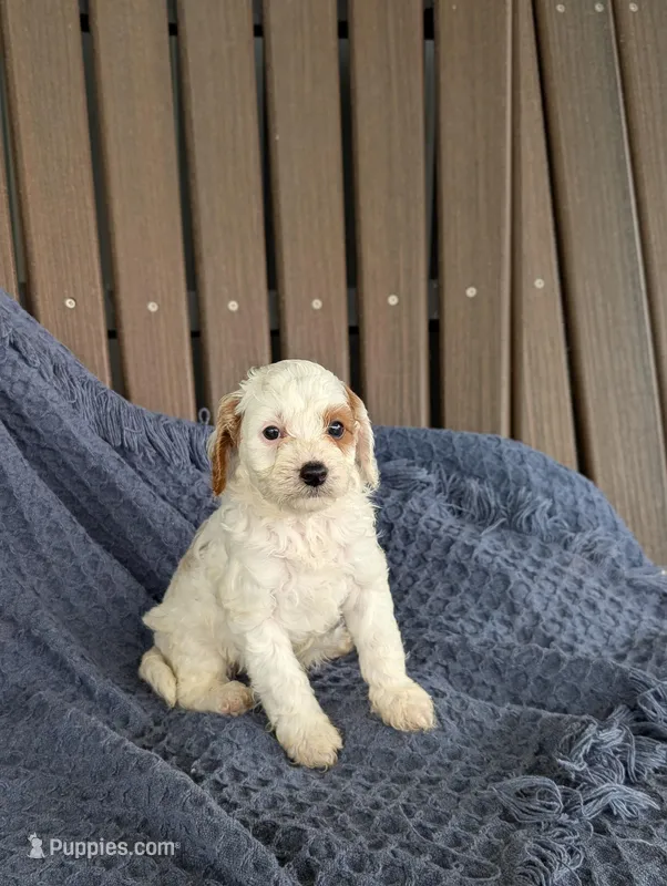 Anthony  – Cavapoo puppy for sale in Bristol, IN