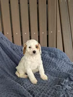 Anthony , a male Cavapoo for sale in Bristol, IN – Photo 1 of 6