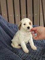 Anthony , a male Cavapoo for sale in Bristol, IN – Photo 3 of 6