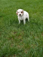 Anthony , a male Cavapoo for sale in Bristol, IN – Photo 6 of 6