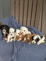 Anthony , a male Cavapoo for sale in Bristol, IN – Photo 5 of 6