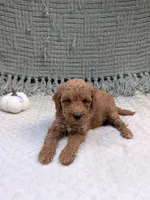 Hank, a female Miniature Goldendoodle for sale in Bristol, IN – 2 of 6