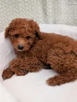 Cashew , a male Aussiedoodle and Poodle - Miniature  for sale in Bristol, IN – 4 of 4