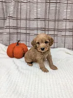 Rose, a male Miniature Goldendoodle for sale in Bristol, IN – 2 of 6