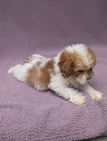 Archie , a male Shihpoo for sale in Bristol, IN – 7 of 9