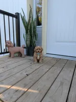 Prince, a male Cavapoo for sale in Bristol, IN – 6 of 6