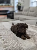 Brooke , a female Poodle - Toy  and Miniature Aussiedoodle for sale in Bristol, IN – Photo 3 of 7