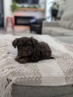 Brooke , a female Poodle - Toy  and Miniature Aussiedoodle for sale in Bristol, IN – Photo 6 of 7