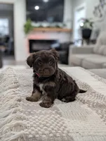 Brooke , a female Poodle - Toy  and Miniature Aussiedoodle for sale in Bristol, IN – Photo 1 of 7