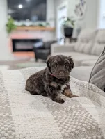 Brooke , a female Poodle - Toy  and Miniature Aussiedoodle for sale in Bristol, IN – Photo 5 of 7