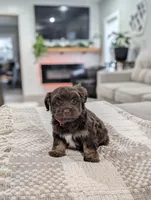 Brooke , a female Poodle - Toy  and Miniature Aussiedoodle for sale in Bristol, IN – Photo 4 of 7