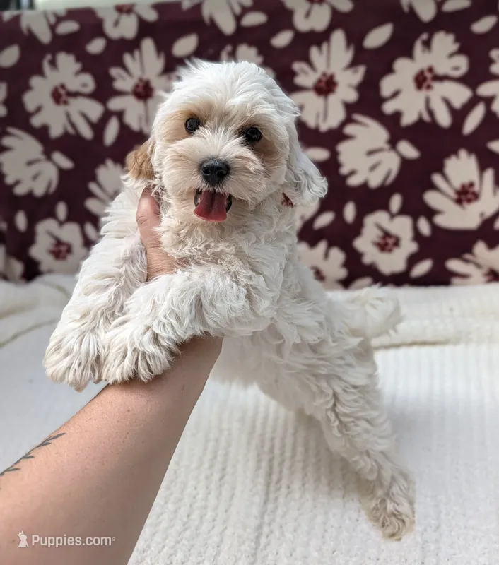 Jill – Shihpoo puppy for sale in Bristol, IN