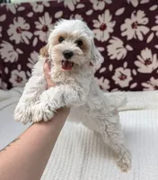 Jill, a female Shihpoo for sale in Bristol, IN – 1 of 8