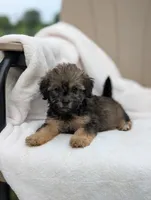 Freddy , a male Havapoo for sale in Bristol, IN – 3 of 5