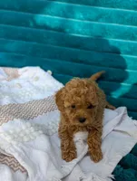 Victoria , a female Poodle - Toy  for sale in Bristol, IN – 4 of 6