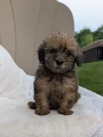 Faith, a female Havapoo for sale in Bristol, IN – 3 of 5