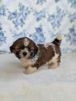 Faya, a female Shih Tzu for sale in Bristol, IN – 3 of 6
