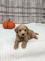 Ronnie, a male Miniature Goldendoodle for sale in Bristol, IN – 4 of 4