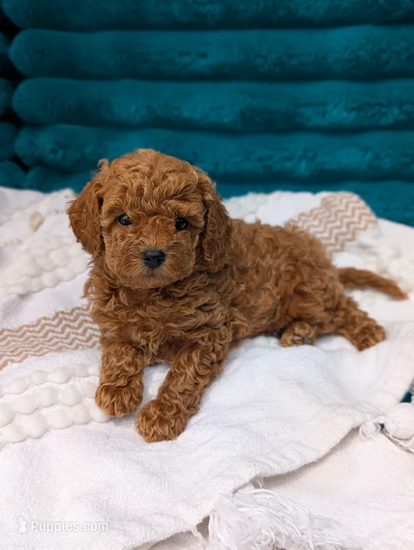 Vinny – Poodle - Toy  puppy for sale in Bristol, IN