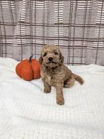 Ray, a male Miniature Goldendoodle for sale in Bristol, IN – 5 of 6