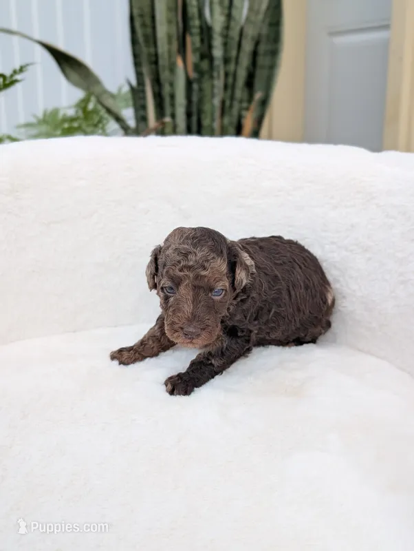 Maverick  – Poodle - Miniature  puppy for sale in Bristol, IN