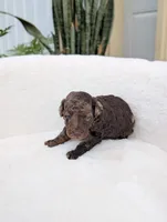 Maverick , a male Poodle - Miniature  for sale in Bristol, IN – 1 of 5
