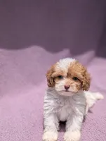 Archie , a male Shihpoo for sale in Bristol, IN – 5 of 9