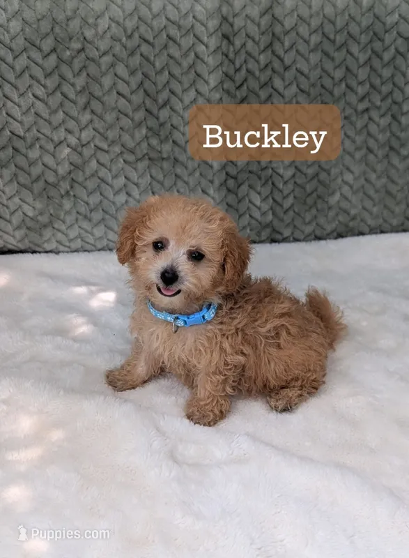Buckley  – Poodle - Toy  puppy for sale in Bristol, IN