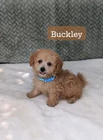 Buckley , a male Poodle - Toy  for sale in Bristol, IN – 1 of 5