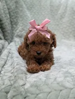 Jade, a female Poodle - Toy  for sale in Bristol, IN – 4 of 5