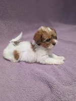 Angel , a female Shihpoo for sale in Bristol, IN – 3 of 7