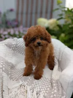 Amber, a female Poodle - Toy  for sale in Bristol, IN – 4 of 5