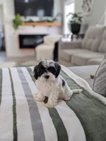 Chloe , a female Havapoo for sale in Bristol, IN – Photo 4 of 6