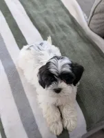 Chloe , a female Havapoo for sale in Bristol, IN – Photo 3 of 6