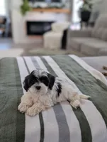 Chloe , a female Havapoo for sale in Bristol, IN – Photo 2 of 6