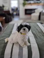 Chloe , a female Havapoo for sale in Bristol, IN – Photo 6 of 6