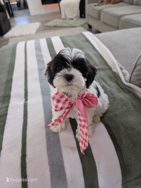 Chloe  – Havapoo puppy for sale in Bristol, IN